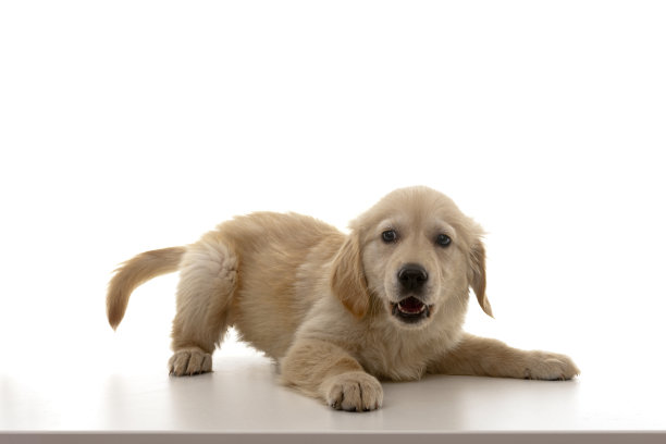 快乐的金毛猎犬小狗在白色的背景上玩耍图片下载