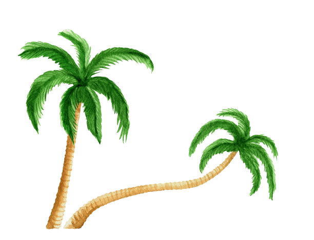 在白色背景上孤立的棕榈树。水彩插图图片下载