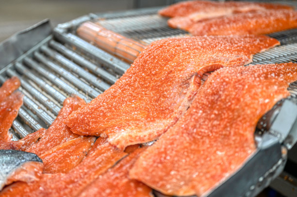 许多块红色的鱼片，鲑鱼躺在金属传送带上图片下载