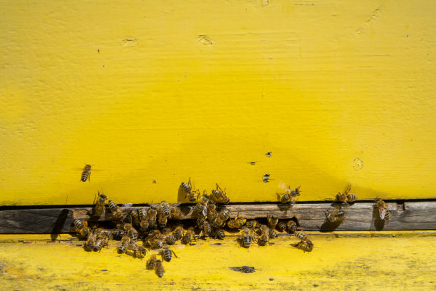蜜蜂把花粉带进养蜂场图片下载