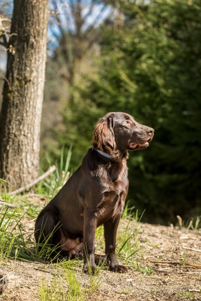 森林里的猎狗。棕色扁毛寻回犬幼犬。狩猎季节。有狗的晴天。图片下载