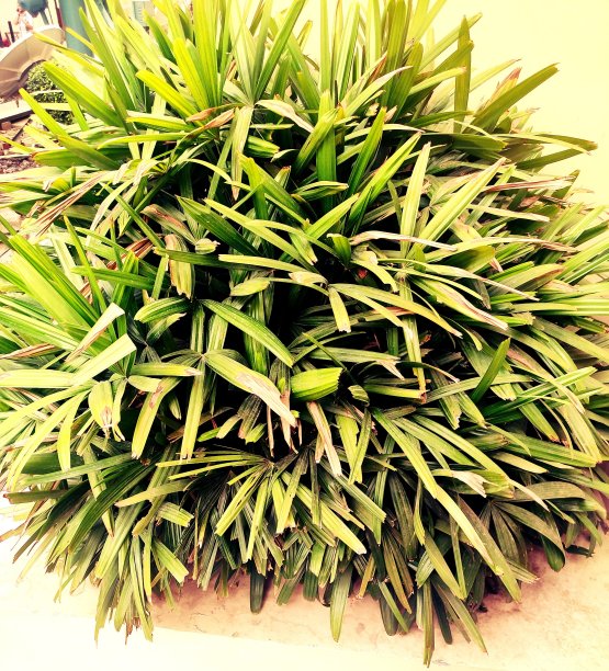 Rhapis Excelsa 棕榈图片下载