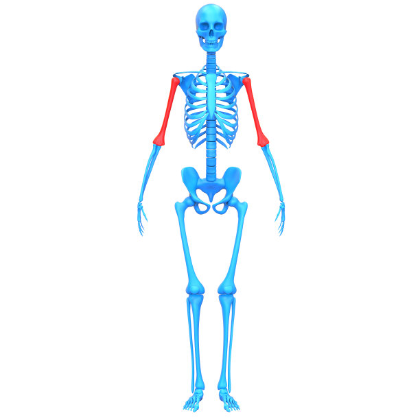 人体骨骼系统、肱骨解剖学图片下载