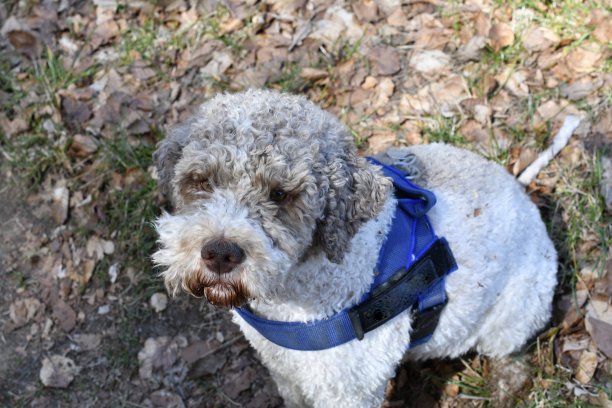 罗马诺洛狗的肖像图片下载