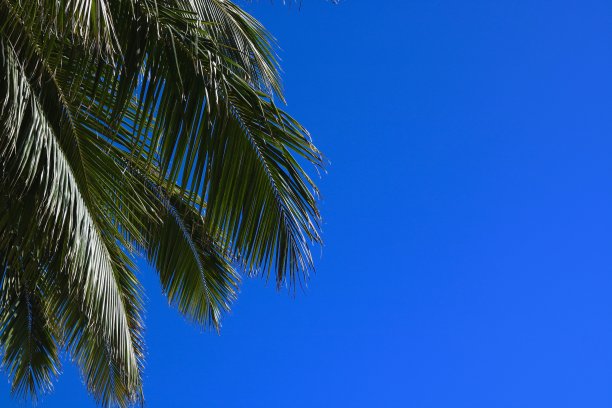 深蓝色的天空映衬着棕榈叶图片下载