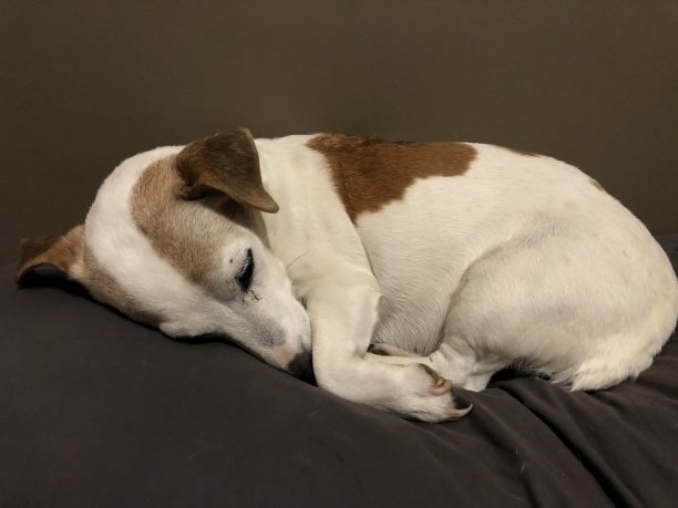 宠物爱3图片下载