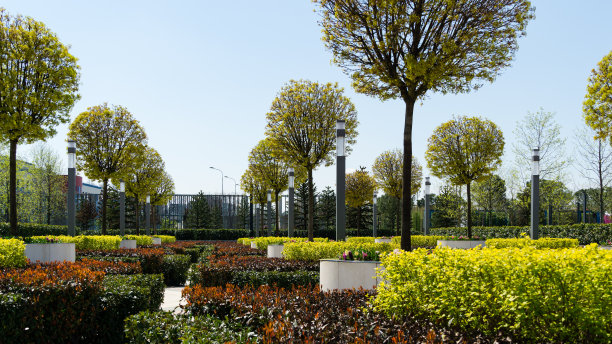 枫树巷在法国花园在公共景观城市公园“克拉斯诺达尔”或“加利茨基公园”。木制的圆形棕色长凳围绕着枫树。晴朗的春日，蓝天。图片下载