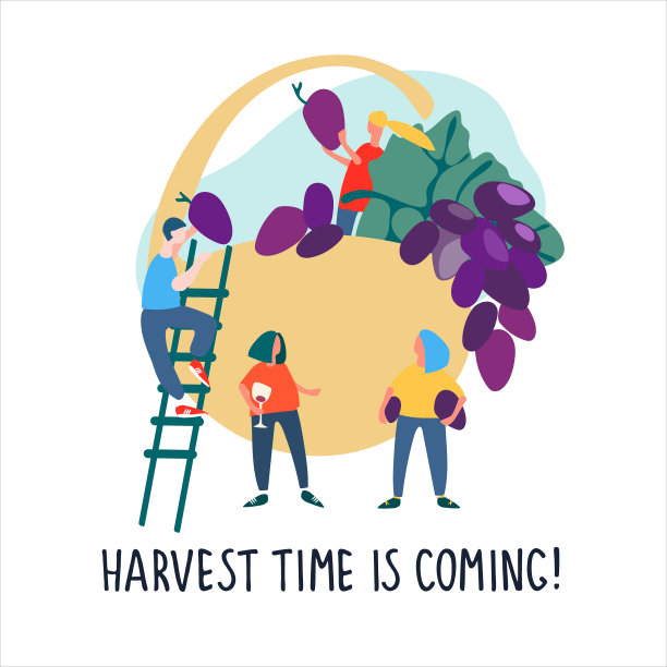 人们采摘葡萄。矢量插图在平面风格。收获时间报价图片下载