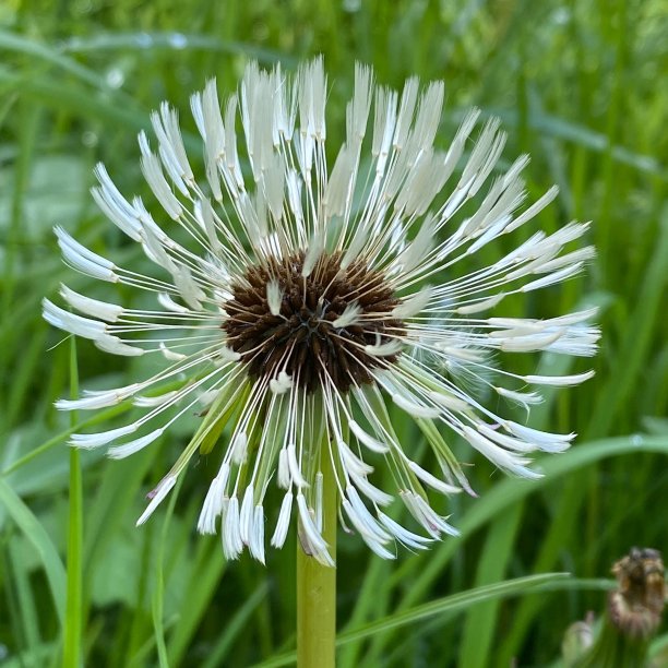 蒲公英的时钟图片下载