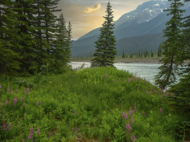 美丽的图片与花和树在森林图片下载