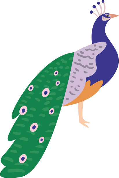 可爱的孔雀动物在白色的背景图片下载