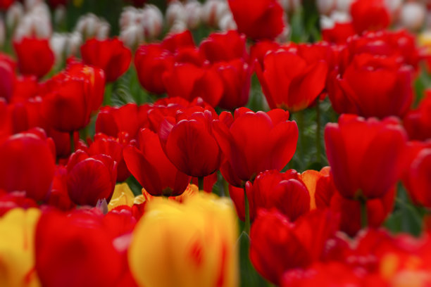 春天的花朵，花园里的郁金香特写。阳光下明亮的红色背景。图片下载