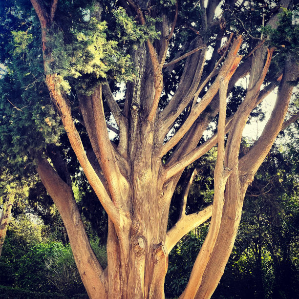 生命之树图片下载