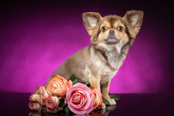 精心打扮的吉娃娃狗坐在玫瑰花束附近。紫色的紫罗兰色的背景。图片下载
