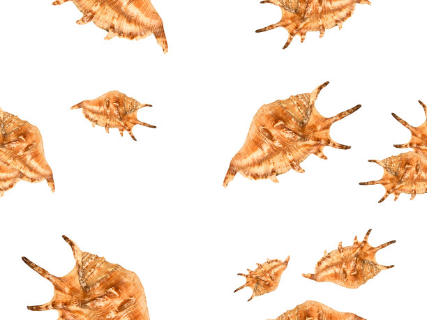 与贝壳，软体动物的硬壳，孤立在白色的背景无缝模式。顶视图，夏季或海滩度假概念。图片下载