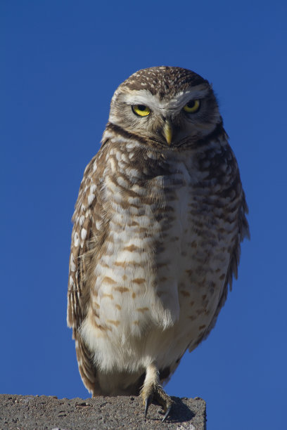 穴居猫头鹰栖息图片下载