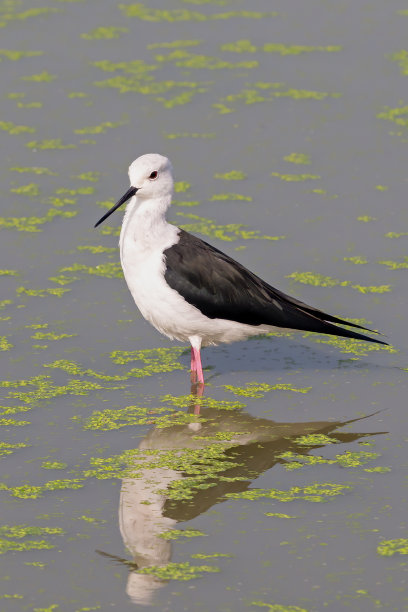 特写:黑翼高跷站在沼泽图片下载