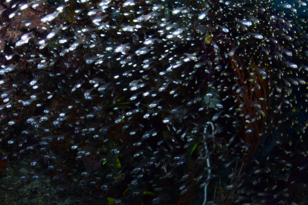 神奇的珊瑚。图片下载