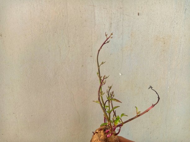 甘薯植株的新芽图片下载