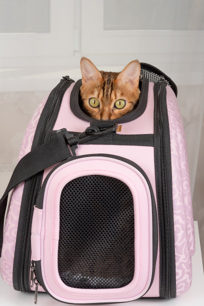 孟加拉猫从手提袋里往外看，垂直拍摄图片下载