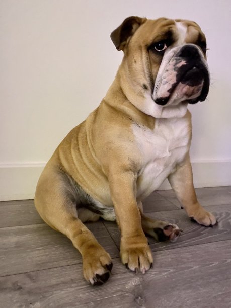 斯坦利斗牛犬肖像图片下载