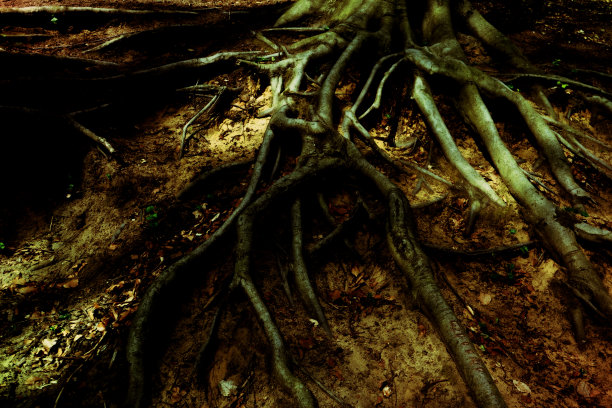 树根上的光和影。图片下载