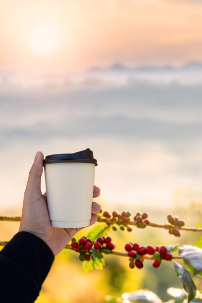 泰国北部农场山上树上的咖啡豆。图片下载