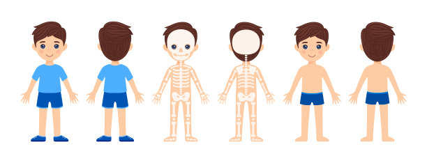 骨骼系统。人体解剖学。可爱的男孩穿着衣服，鞋子，短裤，t恤。正面和背面的观点。教育孩子。扁平卡通色彩风格。白色背景。矢量插图。图片下载