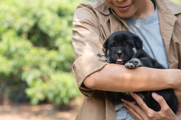 靠近微笑的黑色小狗狗在拥抱主人，人们喜欢家庭的动物朋友。舒适区花园家图片下载