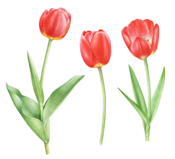 水彩红色郁金香花图片下载