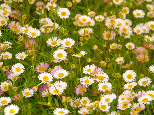 村里的花图片下载