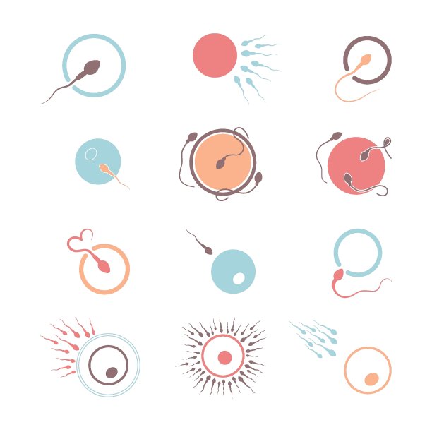 卵子和精子图片下载