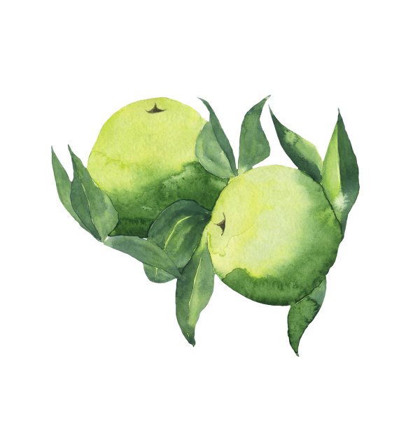 在白色背景上孤立的树枝上的青苹果。绿色果树的水彩手绘插图。夏天食物设计。完美的卡片，包装，封面，海报，横幅。图片下载
