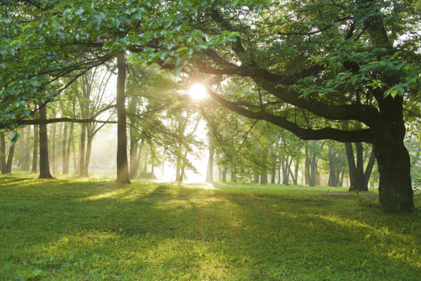阳光下的树图片下载