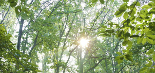 阳光森林图片下载