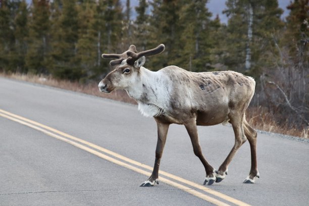 我不乱穿马路图片下载
