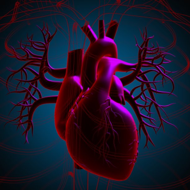 用于医学概念3D渲染的人体心脏解剖图片下载