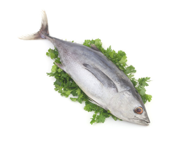 整条金枪鱼和欧芹分离图片下载