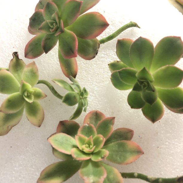 Aeonium肉质植物图片下载