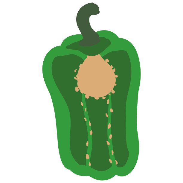 青椒绿色健康有机营养产品，半切。矢量卡通平面时尚插图手绘孤立图片下载