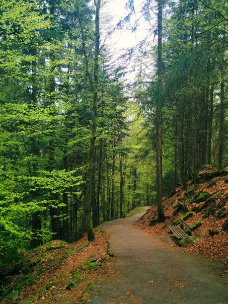 黑森林的森林。图片下载