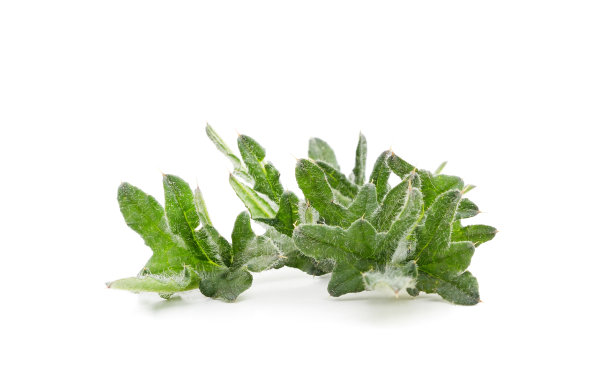 蓟的绿叶。图片下载