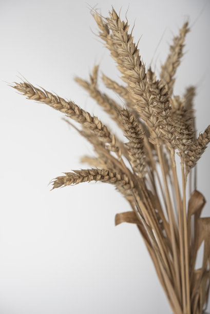 小麦干穗麦田深度浅的一捆小麦穗。图片下载