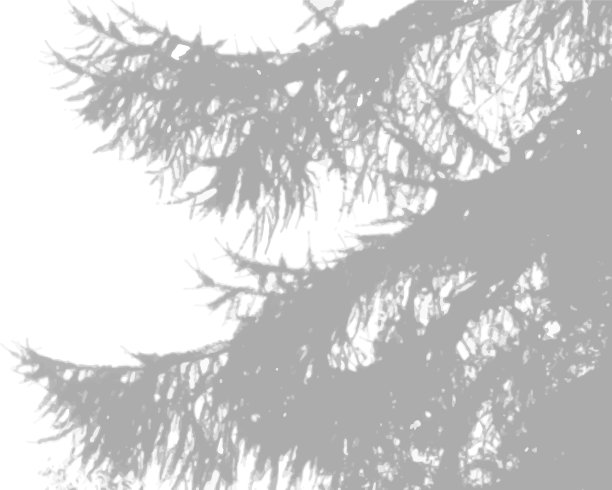 自然光在云杉爪子上投下阴影图片下载