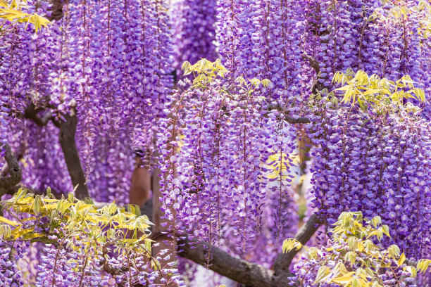 新鲜的紫藤花，美丽的颜色图片下载