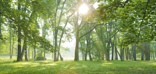阳光森林图片下载