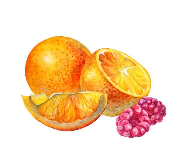 水彩画夏季组成柑橘水果，橙子片和浆果，树莓孤立在白色的背景。手绘甜食对象菜单，贴纸，包装，卡片，墙纸，贴纸，纺织品图片下载