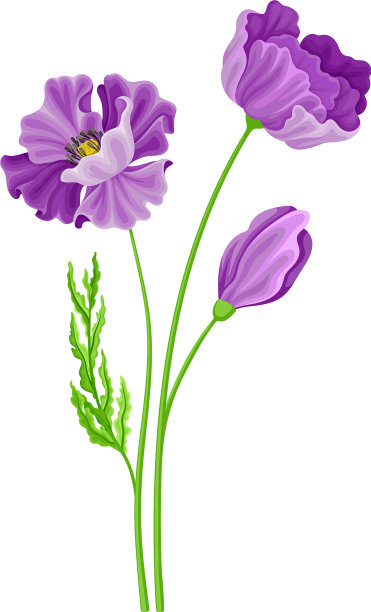 茎或茎上的紫色花，如草地或田野图片下载