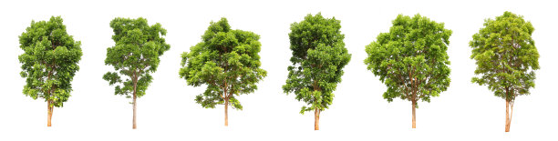 收集一套成熟的大热带红木树从森林孤立的白色背景设计图片下载