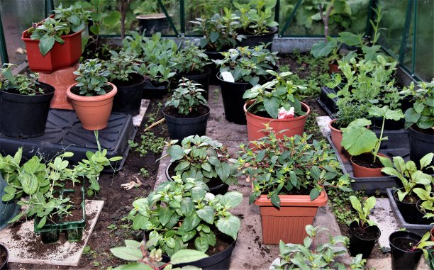 2021年5月，一大片紫红色和花卉幼苗。图片下载